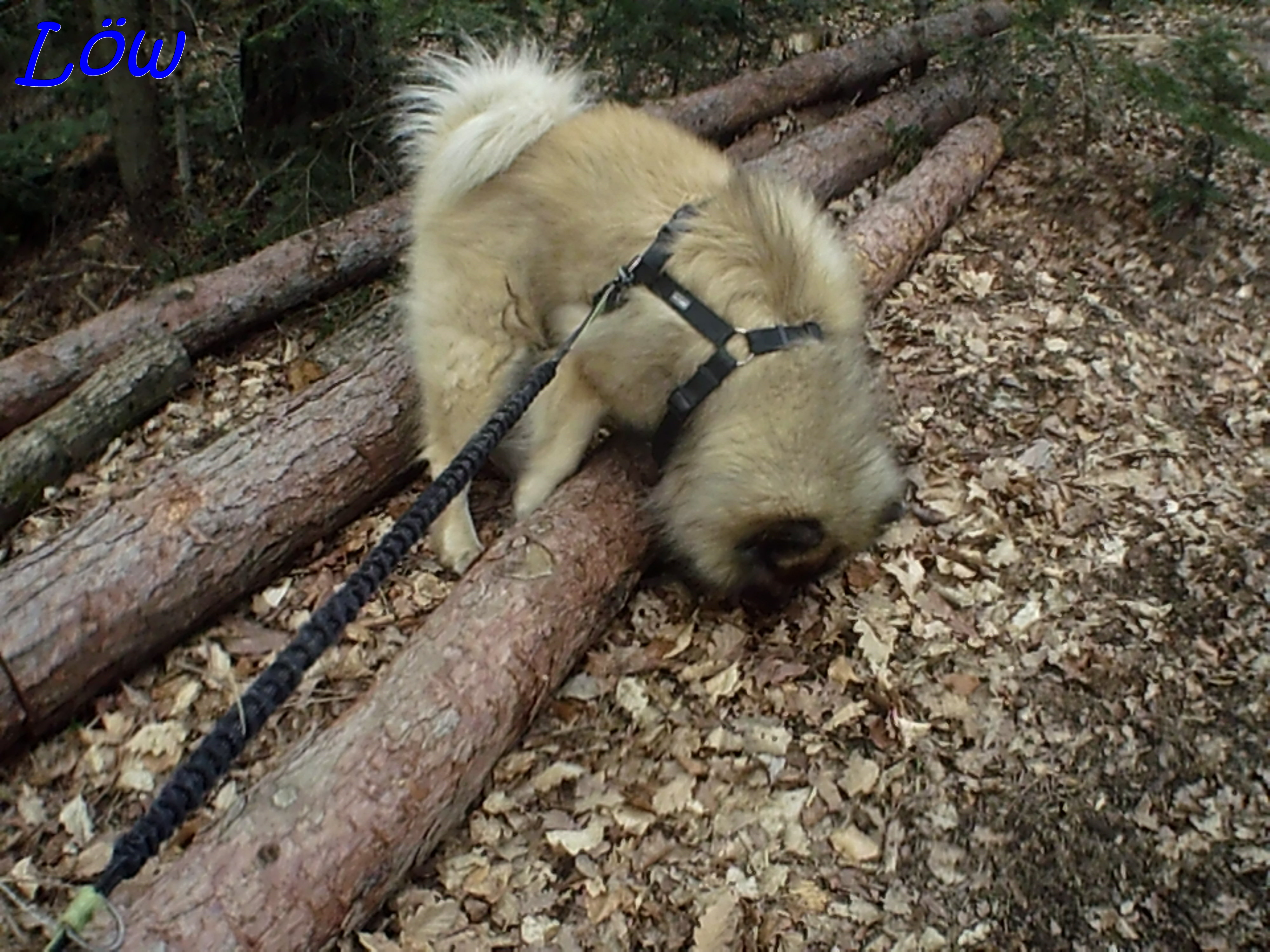 22.3.2025 - Dwix auf Borkenkäfersuche